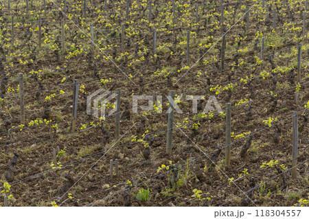 Typical vineyards near Clos de Vougeot, Cote de Nuits, Burgundy, France 118304557