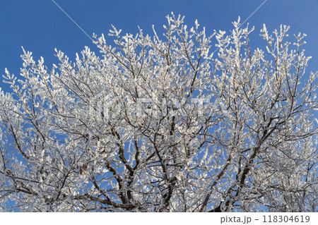 Morning fresh frost Morning fresh frost 118304619