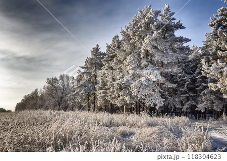 Fir trees in hoarfrost 118304623