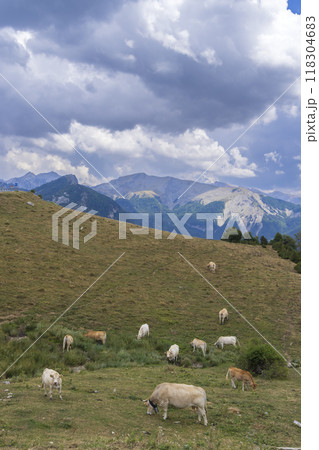 Sheep in typical  landscape near Portillo de Eraize and Col de la Pierre St Martin, Spanish French border in the Pyrenees, Spain 118304683