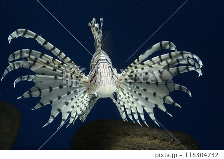 ミノカサゴ カサゴ Lionfish ミノカサゴ カサゴ Lionfish 118304732