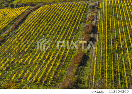 Vineyards under Palava, Southern Moravia, Czech Republic 118304869