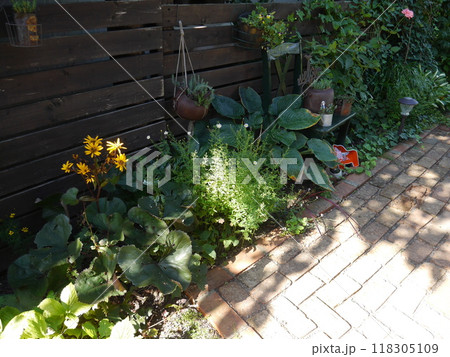 リグラリアが咲いた庭 118305109