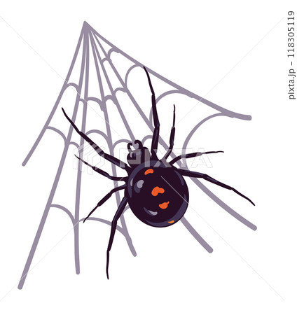 Spider black widow Latrodectus occidentalis hangs on the web. Black spider with red spots in flat style. Dangerous poisonous insect on a white background. Vector illustration for Halloween. 118305119