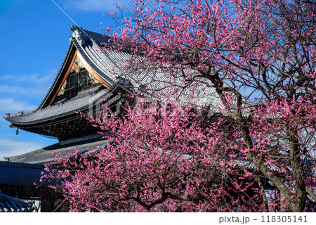 紅梅に包まれる阿弥陀堂　興正寺 118305141