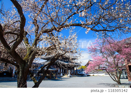 紅梅白梅の咲く阿弥陀堂 興正寺 紅梅白梅の咲く阿弥陀堂 興正寺 118305142