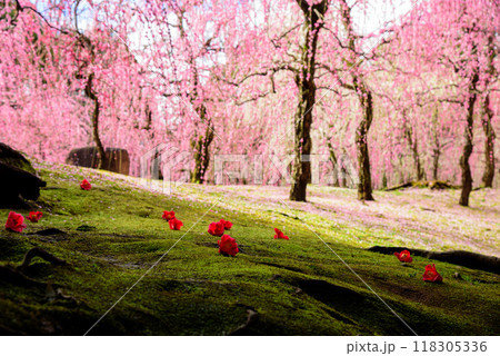 城南宮の神苑、落椿と梅の花美しい春の風景 城南宮の神苑、落椿と梅の花美しい春の風景 118305336