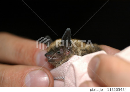 Chiropterologist holding and studying a bat 118305484