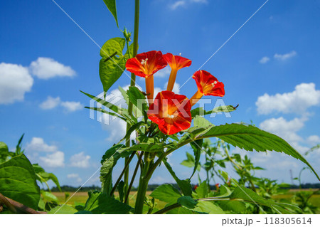 夏の空に映えるマルバルコウ 夏の空に映えるマルバルコウ 118305614
