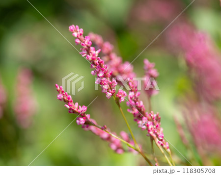 染料になる藍の花 染料になる藍の花 118305708
