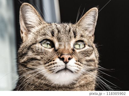 The cat looks out the window 118305902