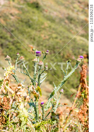natural thistle closeup on mountain slope, Armenia natural thistle closeup on mountain slope, Armenia 118306238