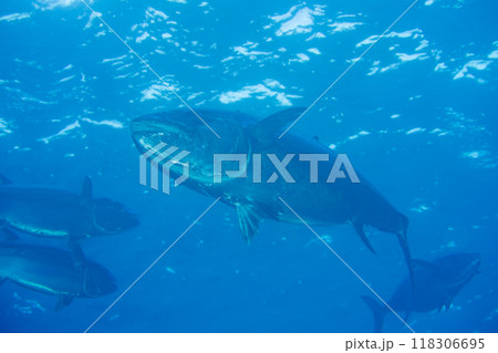 イソマグロ　小笠原　ケータ嫁島　マグロ穴 118306695