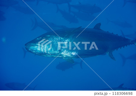 イソマグロ　小笠原　ケータ嫁島　マグロ穴 118306698