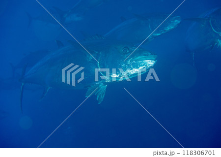 イソマグロ　小笠原　ケータ嫁島　マグロ穴 118306701