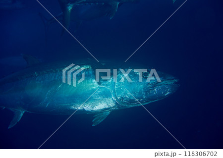 イソマグロ 小笠原 ケータ嫁島 マグロ穴 イソマグロ 小笠原 ケータ嫁島 マグロ穴 118306702