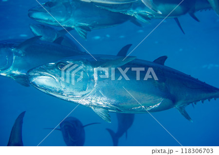 イソマグロ 小笠原 ケータ嫁島 マグロ穴 イソマグロ 小笠原 ケータ嫁島 マグロ穴 118306703