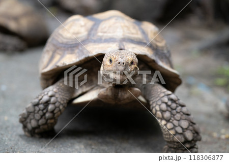 Curious Giant Tortoise ( Elongated tortoise ) Gazing at the Camera 118306877