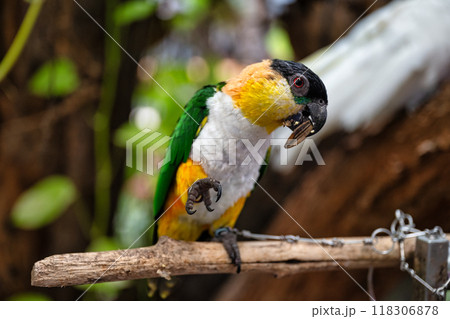 Playful Black-headed Caique Enjoying a Tasty Treat 118306878