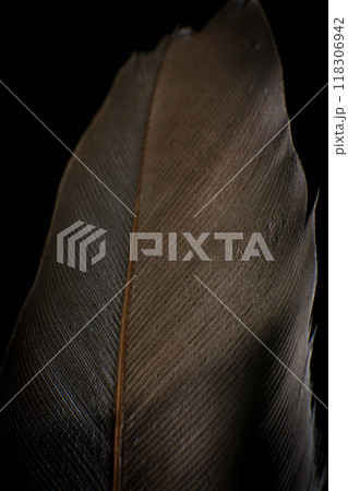 Close-Up of a Single Feather, against a dark black background. 118306942
