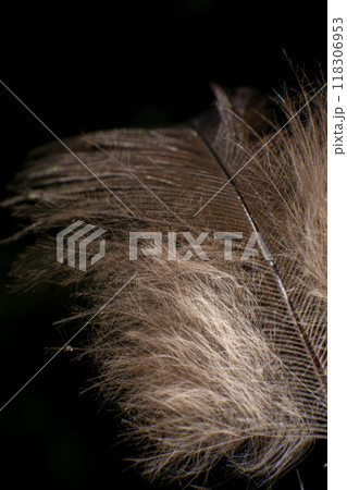 Close-Up of a Single Feather, against a dark black background. 118306953