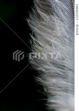 Close-Up of a Single Feather, against a dark black background. 118306961