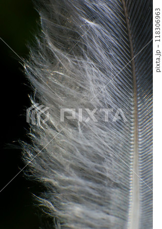 Close-Up of a Single Feather, against a dark black background. 118306963