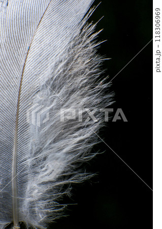 Close-Up of a Single Feather, against a dark black background. Close-Up of a Single Feather, against a dark black background. 118306969