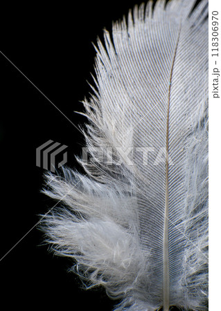 Close-Up of a Single Feather, against a dark black background. Close-Up of a Single Feather, against a dark black background. 118306970