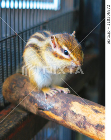 市民の森・見沼グリーンセンター(埼玉県さいたま市北区見沼)のシマリス 市民の森・見沼グリーンセンター(埼玉県さいたま市北区見沼)のシマリス 118306972