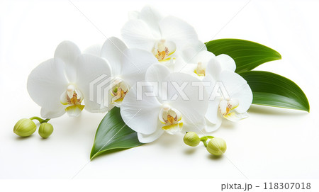 胡蝶蘭 胡蝶蘭 118307018