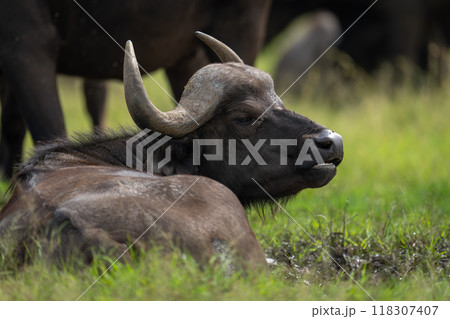 Close-up of Cape buffalo wallowing in mud Close-up of Cape buffalo wallowing in mud 118307407