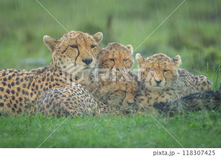 Close-up of cheetah with cubs in rain 118307425