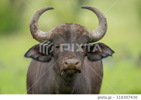 Close-up of female Cape buffalo facing camera 118307430