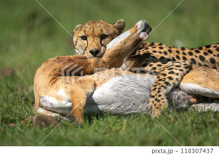 Close-up of female cheetah lying with impala 118307437