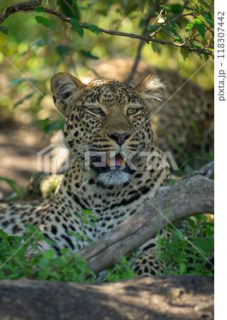 Close-up of female leopard lying in bushes 118307442