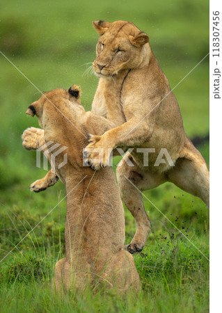 Close-up of lioness play fighting with another Close-up of lioness play fighting with another 118307456