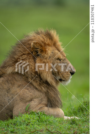 Close-up of male lion lying by mound Close-up of male lion lying by mound 118307461