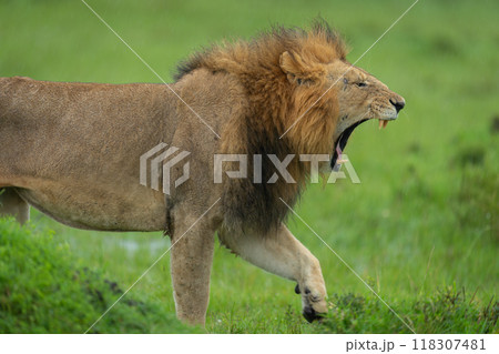 Close-up of male lion standing yawning dramatically Close-up of male lion standing yawning dramatically 118307481