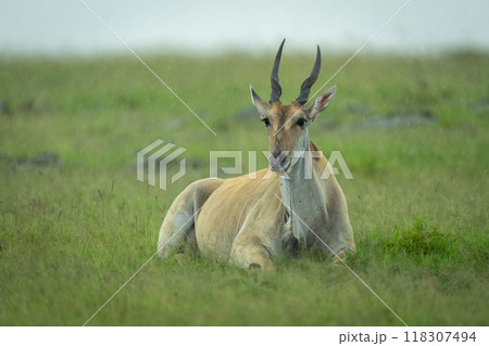 Common eland lies in rain on savannah Common eland lies in rain on savannah 118307494