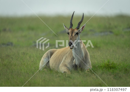 Common eland lying in rain on savannah 118307497