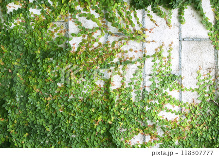 Green Creeper 118307777