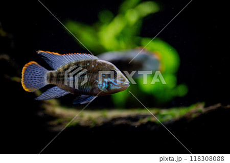 Colorful cichlid swimming gracefully in an aquarium with lush green plants in the background 118308088