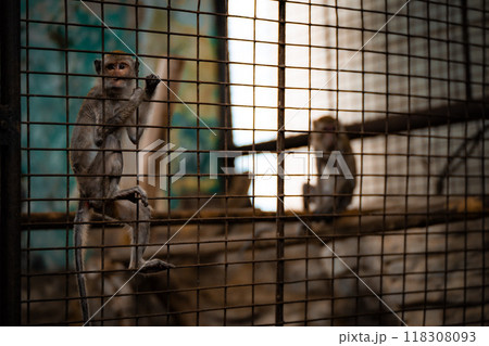 Monkeys in a sanctuary enclosure exploring their surroundings during daylight hours Monkeys in a sanctuary enclosure exploring their surroundings during daylight hours 118308093