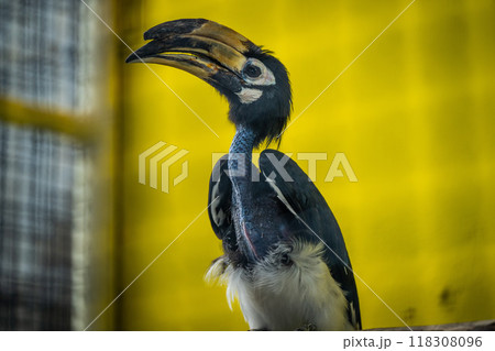 Majestic hornbill perched against a vibrant yellow backdrop in a wildlife sanctuary Majestic hornbill perched against a vibrant yellow backdrop in a wildlife sanctuary 118308096