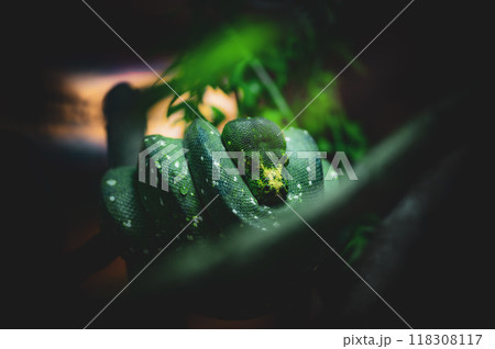 Green snake resting among foliage during twilight in a rainforest habitat 118308117