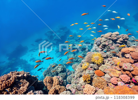Underwater scene with various fish and corals. Underwater scene with various fish and corals. 118308399
