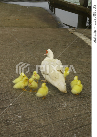 duck went out to find food on the farm. 118309335