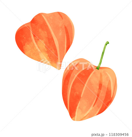 鬼灯　水彩風手描きイラスト 118309456