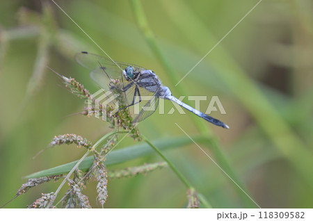 草にとまるシオカラトンボ 118309582
